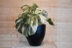 Monstera Deliciosa Variegata in zwarte pot, Huis en Inrichting, Kamerplanten, Verzenden