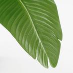 2dekans | Mica Decorations Bananenboom in Pot - Kunstplant -, Ophalen of Verzenden, Zo goed als nieuw