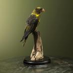 Dusky Lori - Witruglori Taxidermie Opgezette Dieren By Max, Ophalen of Verzenden, Nieuw, Vogel, Opgezet dier