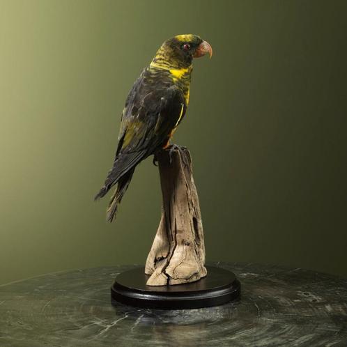 Dusky Lori - Witruglori Taxidermie Opgezette Dieren By Max, Verzamelen, Dierenverzamelingen, Opgezet dier, Nieuw, Vogel, Ophalen of Verzenden