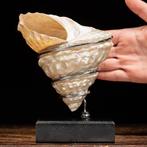 Exclusief meubelstuk - Parelmoer golvende tulband schelp -