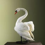 Knobbelzwaan Taxidermie Opgezette Dieren By Max, Ophalen of Verzenden, Nieuw, Vogel, Opgezet dier