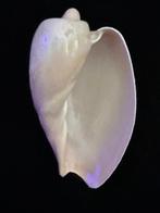 Zeeslak Zeeschelp - S-122 CYMBIUM OLLA (Zonder minimumprijs), Nieuw