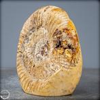Ammoniet Vernis in Septarier-Matrix- 448.39 g