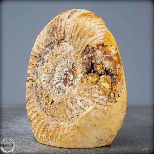 Ammoniet Vernis in Septarier-Matrix- 448.39 g, Verzamelen, Mineralen en Fossielen