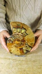 Ammoniet - Gefossiliseerd dier - Aioloceras (Cleoniceras), Verzamelen, Nieuw