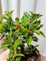 Malus bonsai (Malus sargentii) - Hoogte (boom): 23 cm -, Antiek en Kunst