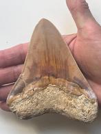 Megalodon tand 12,1 cm - Fossiele tand - Carcharocles