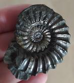 ammoniet - Gefossiliseerde schelp - 4 cm (Zonder