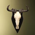 Blauwe Gnoe Schedel Taxidermie Opgezette Dieren By Max, Verzamelen, Dierenverzamelingen, Ophalen of Verzenden, Nieuw, Wild dier
