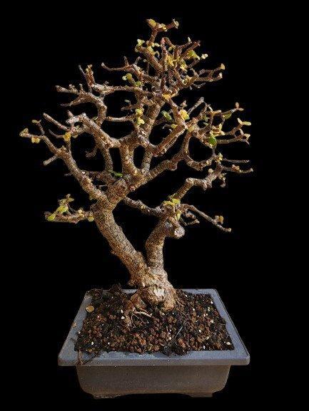 Portulacaria afra Cork Bark - Hoogte (boom): 30 cm -, Antiek en Kunst, Curiosa en Brocante