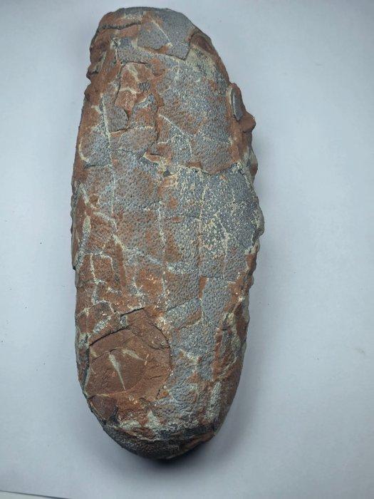 Oviraptor - Gefossiliseerd ei - 20 cm, Verzamelen, Mineralen en Fossielen