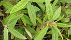 Viburnum rhytidophyllum, grootbladige wintergroene sneeuwbal, In pot, Halfschaduw, Lente, Ophalen of Verzenden