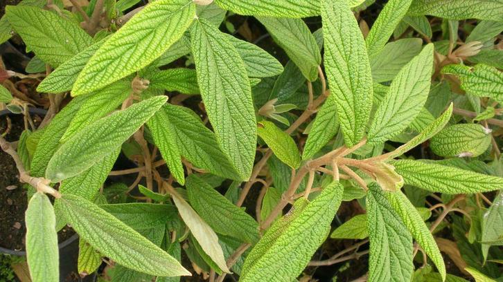 Viburnum rhytidophyllum, grootbladige wintergroene sneeuwbal, Tuin en Terras, Planten | Bomen, Halfschaduw, In pot, 100 tot 250 cm