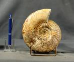 Finest Ammonite - met beide zijden schoongemaakt -