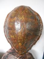 Carapace van karetschildpadden - ex-Vedrine-collectie -, Nieuw