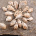 Fossiele Echinoïde - Fossiel skelet - Pseudocidaris Mammosa, Nieuw