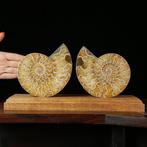 Ammoniet - Gefossiliseerd dier - Aioloceras (Cleoniceras)