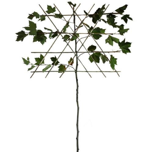 Leiplataan - Platanus hispanica - Omtrek: 6-10 cm | Hoogte:, Tuin en Terras, Planten | Bomen, Ophalen of Verzenden