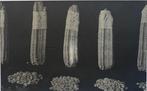 Tina Modotti - Corn Cobs, Antiek en Kunst, Kunst | Schilderijen | Modern