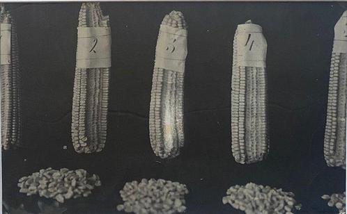 Tina Modotti (1896 - 1942) - Corn Cobs, Antiek en Kunst, Kunst | Schilderijen | Modern