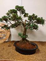Azalea bonsai (Rhododendron) - Hoogte (boom): 55 cm - Diepte