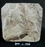 Fossiele plant met uitzonderlijke preservatie!! -, Verzamelen, Mineralen en Fossielen