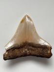 Megalodon-tand, - Lengte 6,0 cm - Carcharocles megalodon