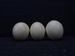 Ostrich Eggs - Taxidermie wandmontage - Struthio camelus -, Verzamelen, Nieuw