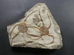 Crinoide - Gefossiliseerd dier - 16.5 cm (Zonder, Verzamelen