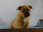 Old English Bulldog pups! Type Classic. Mogen direct mee!, Parvo, Nederland, 8 tot 15 weken, Bulldog