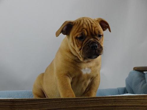 Old English Bulldog pups! Type Classic. Mogen direct mee!, Dieren en Toebehoren, Honden | Bulldogs, Pinschers en Molossers, Meerdere