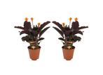 Calathea Crocata - set van 2, Huis en Inrichting, Kamerplanten, Verzenden