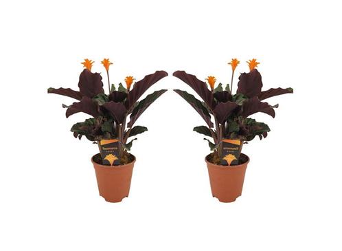 Calathea Crocata - set van 2, Huis en Inrichting, Kamerplanten, Verzenden