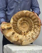Grote ammoniet - 24 kg - Gefossiliseerde schelp -, Verzamelen, Mineralen en Fossielen