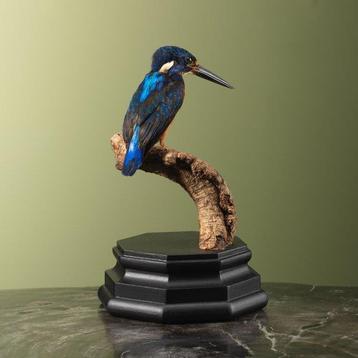 IJsvogel Taxidermie volledige montage - Alcedo meninting - beschikbaar voor biedingen