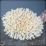 Natuurlijk wit tafelkoraal - Acropora latistella- 570.75 g