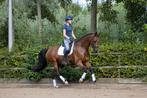 **Wij hebben weer plek voor training/-verkooppaarden**, B, Dressuurpaard, 7 tot 10 jaar, Meerdere dieren