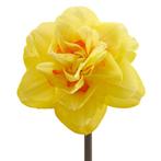 Bloembollen - 40 x Narcis Bright Paradise - geel met oranje, Verzenden, Voorjaar, Volle zon, Bloembol