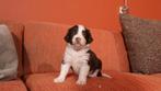 mooie puppys springer spaniel x border collie, Parvo, 8 tot 15 weken, Meerdere, Meerdere dieren