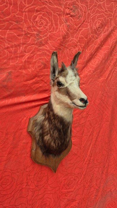 Steenbok - Gemzen Taxidermie volledige montage - Rupicapra, Verzamelen, Dierenverzamelingen