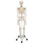 Anatomie model menselijk skelet, 177 cm, Nieuw