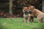 Shiba Inu pups te koop, Belgisch Shiba fokker, Dieren en Toebehoren, Parvo, België, 8 tot 15 weken, Poolhond