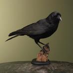 Kraai Taxidermie Opgezette Dieren By Max, Ophalen of Verzenden, Nieuw, Vogel, Opgezet dier