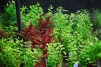 Aquariumplanten mix pakket 24 stuks - 5cm pot, Ophalen of Verzenden, Nieuw, Plant(en), Steen of Hout