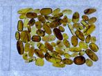 Birmese barnsteen - Barnsteen (Zonder minimumprijs)