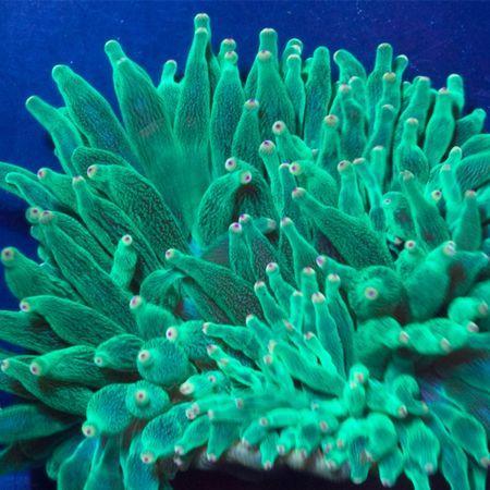 Entacmea Quadricolor Paarse Tip, Dieren en Toebehoren, Vissen | Aquaria en Toebehoren, Ophalen of Verzenden