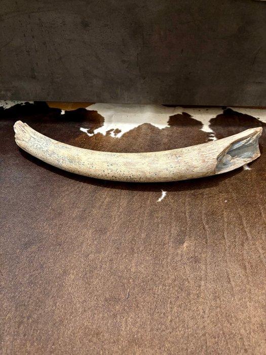 Wolharige mammoet - Gefossiliseerde slagtand - 77 cm - 8 cm, Verzamelen, Mineralen en Fossielen