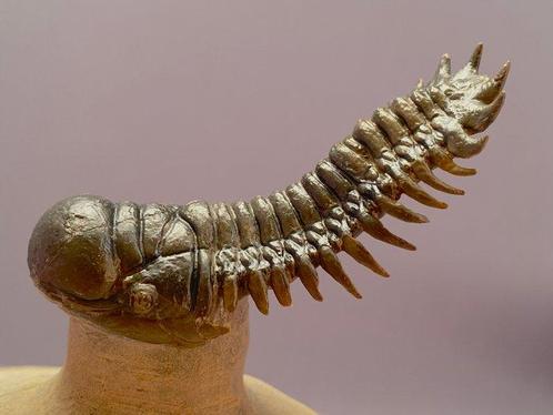 Trilobiet - Fossiel skelet - Crotalocephalus gibbus - 15 cm, Verzamelen, Mineralen en Fossielen