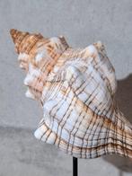 Fashiolaria op Sokkel - Trompetschelp Zeeschelp -, Antiek en Kunst